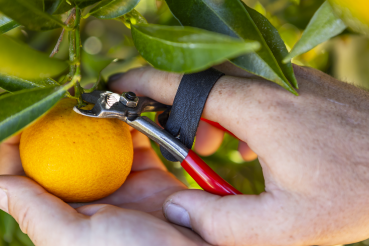 FELCO 330 - Obstschere - Leseschere | Stahlgriffe | gerade verchromte Klinge |190 mm | Floristik | Blumen schneiden